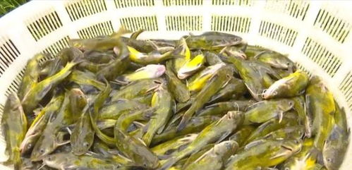 洪水过后，畜牧渔业生产自救指南——饲料安全与使用要点