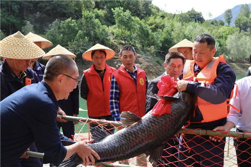 从“放水养鱼”到“放鱼养水” 安康岚皋生态致富之路