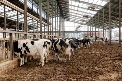 农业四大支柱 种植业、畜牧业、林业与渔业的协同发展与饲料供给