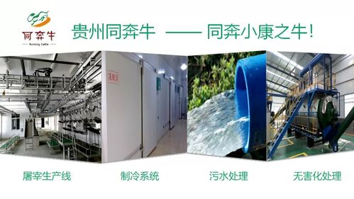 A级畜禽屠宰加工厂即将投产，优质产品将辐射全国市场