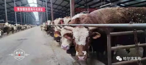 正大集团投资1.32亿宾县建厂，打造畜牧产业链新引擎