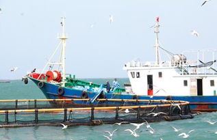 向海图强 海南临高如何以渔业传统优势赋能海洋牧场与畜牧饲料新赛道