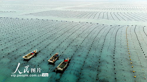 山东荣成 深耕蔚蓝，重塑畜牧渔业饲料新图景