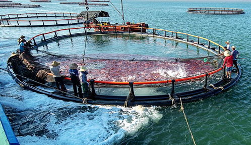 32项全省第一 畜牧渔业饲料产业实现跨越式发展