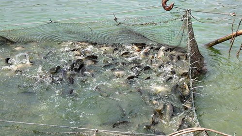 专访通威农发华西二区总经理彭金钢 热水鱼早上市抢高价，“搏夏行动”强助攻何在